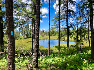 North Country National Scenic Trail in the upper peninsula of Michigan. Photo by Melanie and Ed McManus.